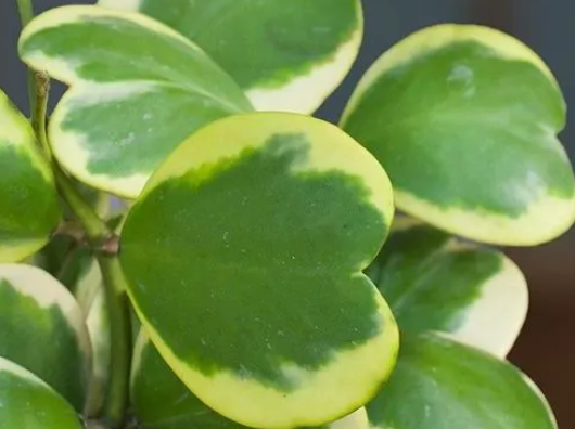 Hoya Kerii Variegated