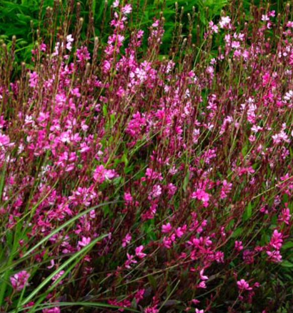 Gaura lindheimeri dark pink