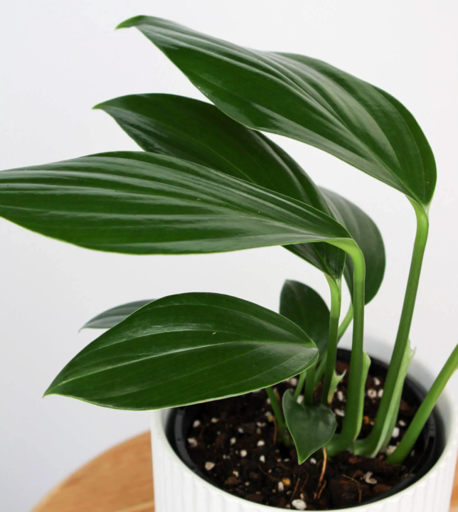 Rhaphidophora "Dragon tail"