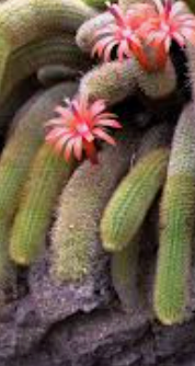Hildewintera colademononis "Soft Monkey Tail Cactus"