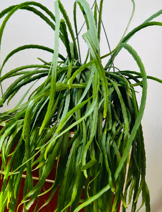 Rhipsalis boliviana