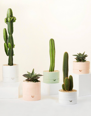 Angus & Celeste Self Watering Plant Pot