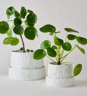 Angus & Celeste Organic Planter