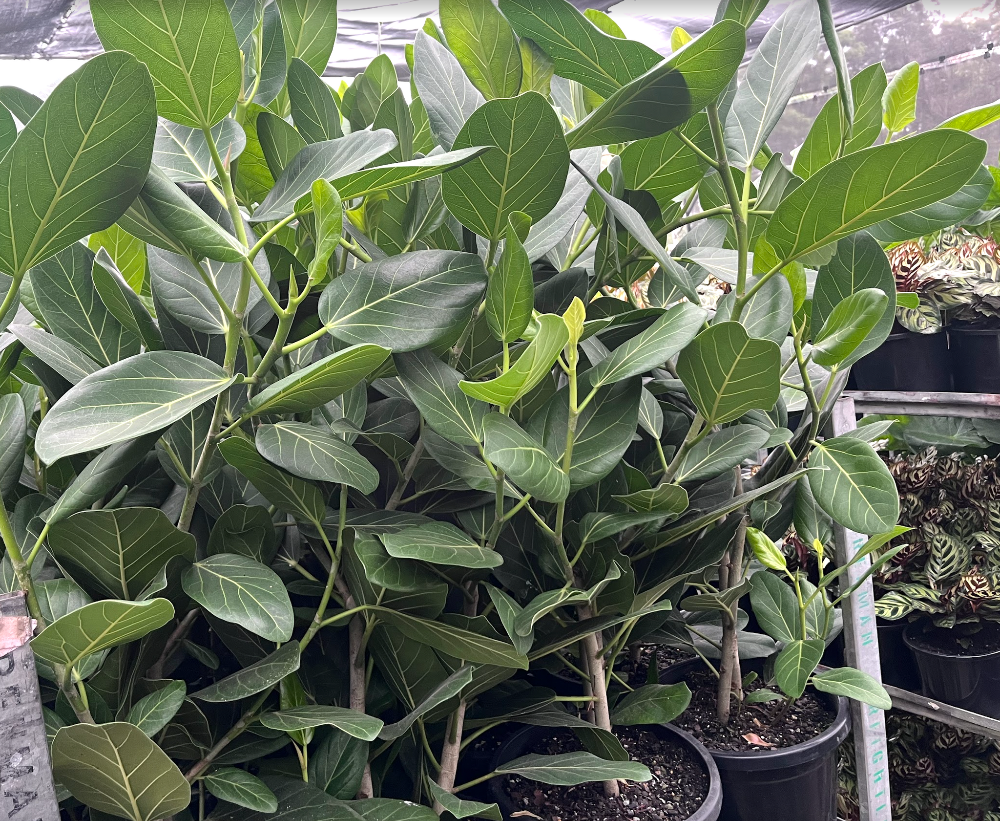 ficus audrey australia Ficus benghalensis "Audrey"