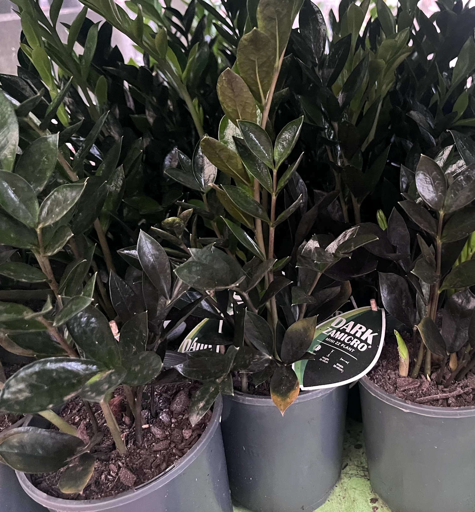 ZZ Dark Zamirco Zamia Zamioculcas