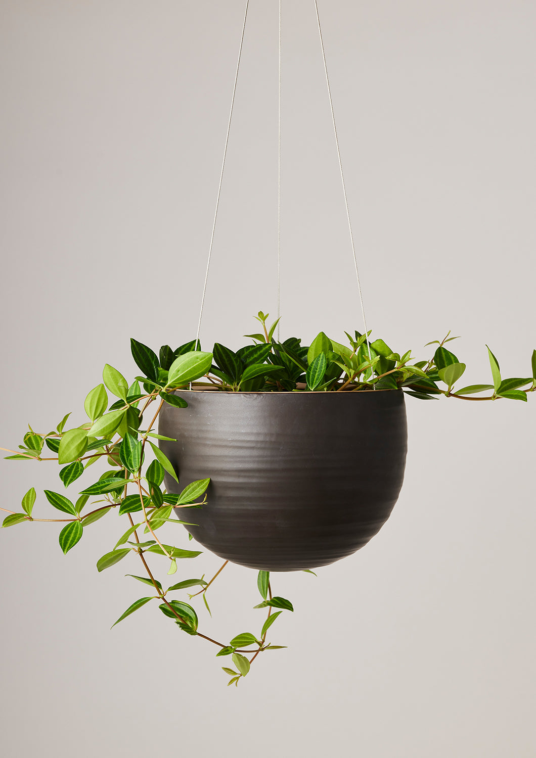 angus and celeste hanging planter Spherical Hanging Planter Large- Angus & Celeste