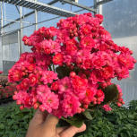Kalanchoe Blossfeldiana