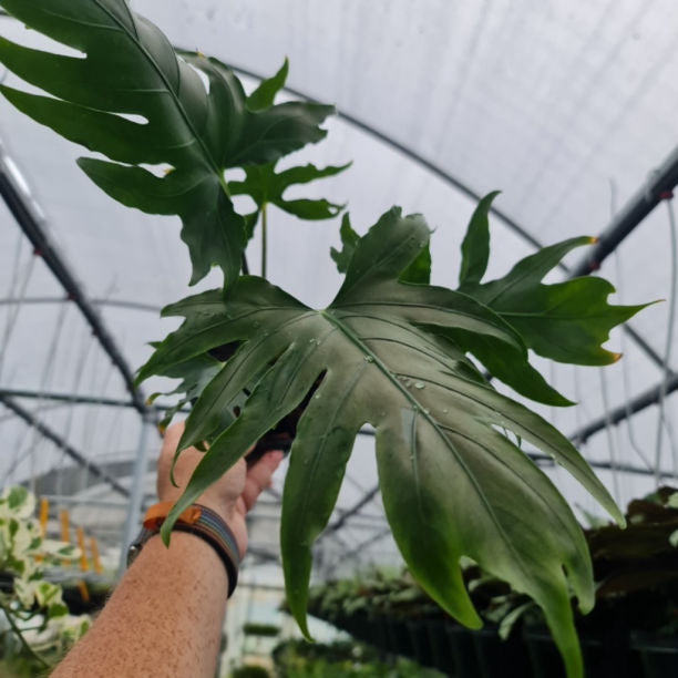 Alocasia Serpent's Tail rare