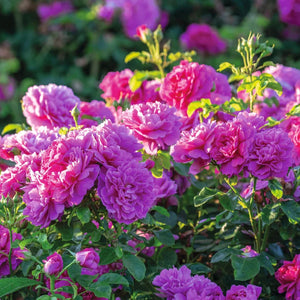 David Austin - Princess Anne Rose
