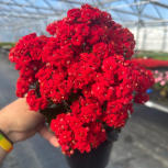 Kalanchoe Blossfeldiana