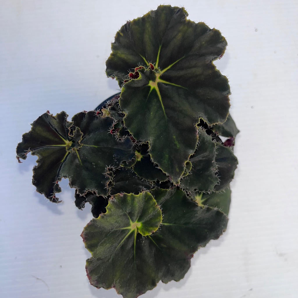 Begonia Rex Dark Mambo