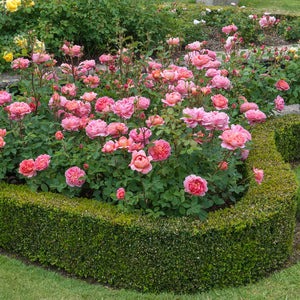 David Austin - Boscobel