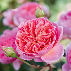 David Austin - Boscobel
