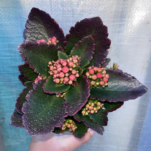 Kalanchoe Blossfeldiana Calandiva mixedColours
