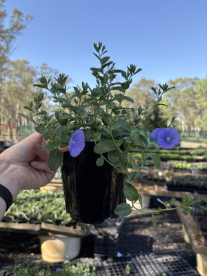 Convolvulus mixed colours