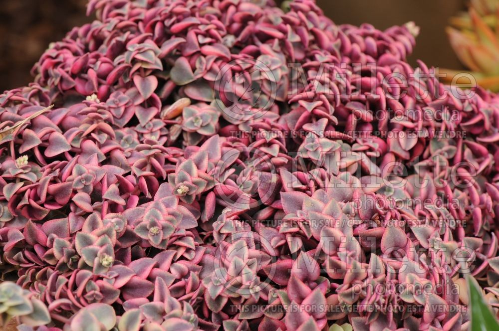 Crassula Calico kitten