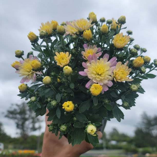 Chrysanthemum various colours