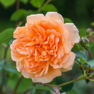 David Austin - Dame Judi Dench Rose
