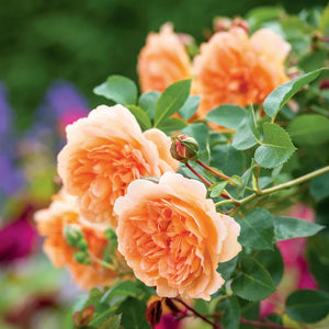 David Austin - Dame Judi Dench Rose