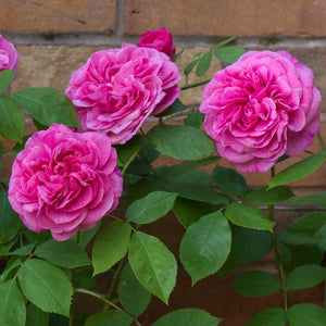 David Austin - Gertrude Jekyll