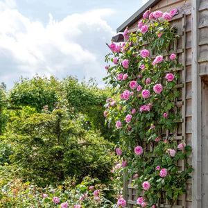 David Austin - Gertrude Jekyll