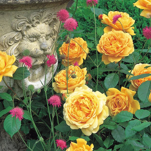 David Austin - Golden Celebration