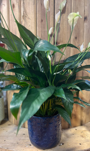 Spathiphyllum  (Peace Lily)