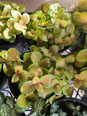 fittonia nerve plant assorted