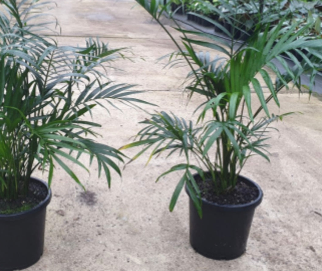 Chamaedorea atroviren cascade palm