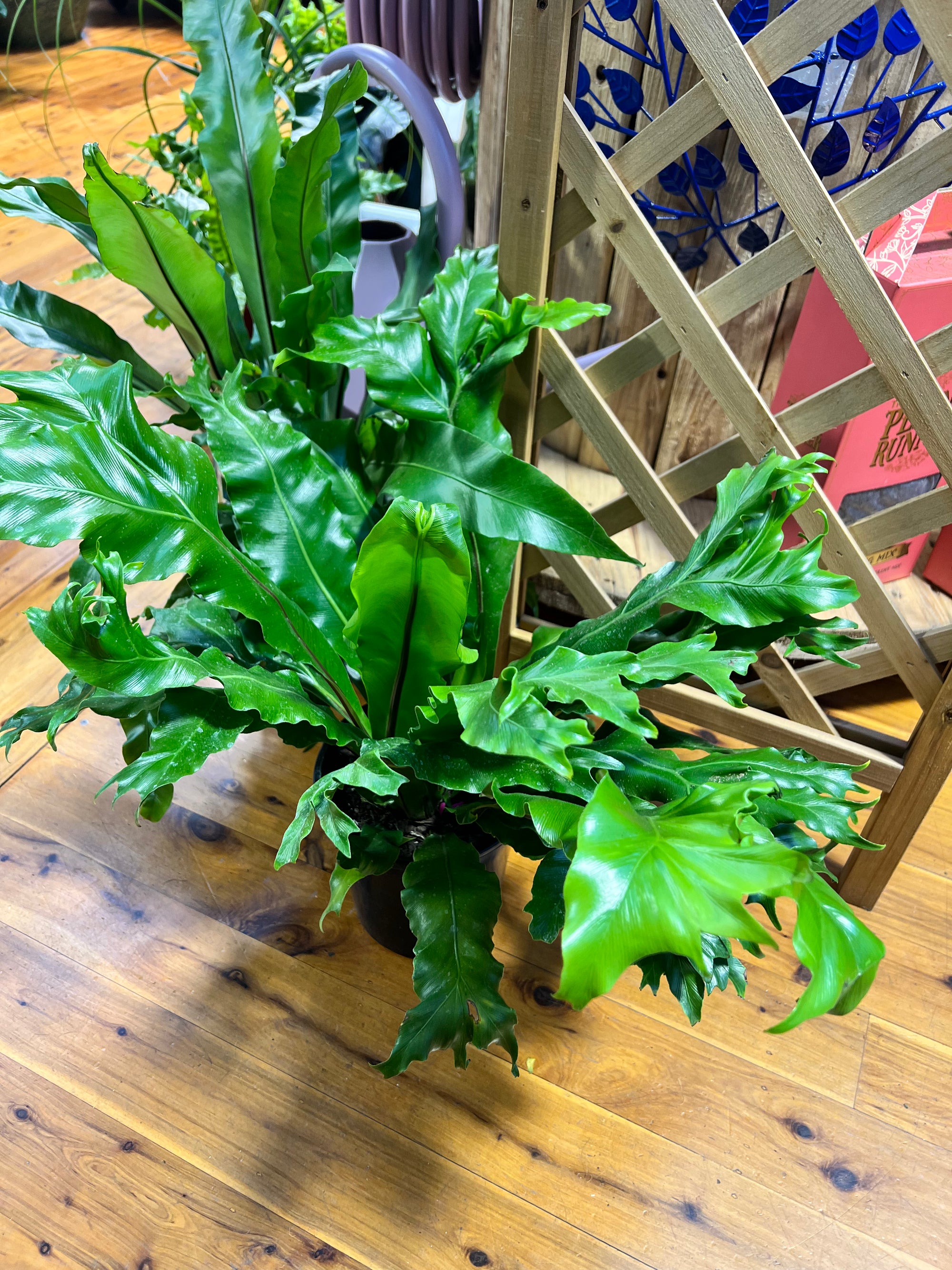 Crested Birds Nest Fern