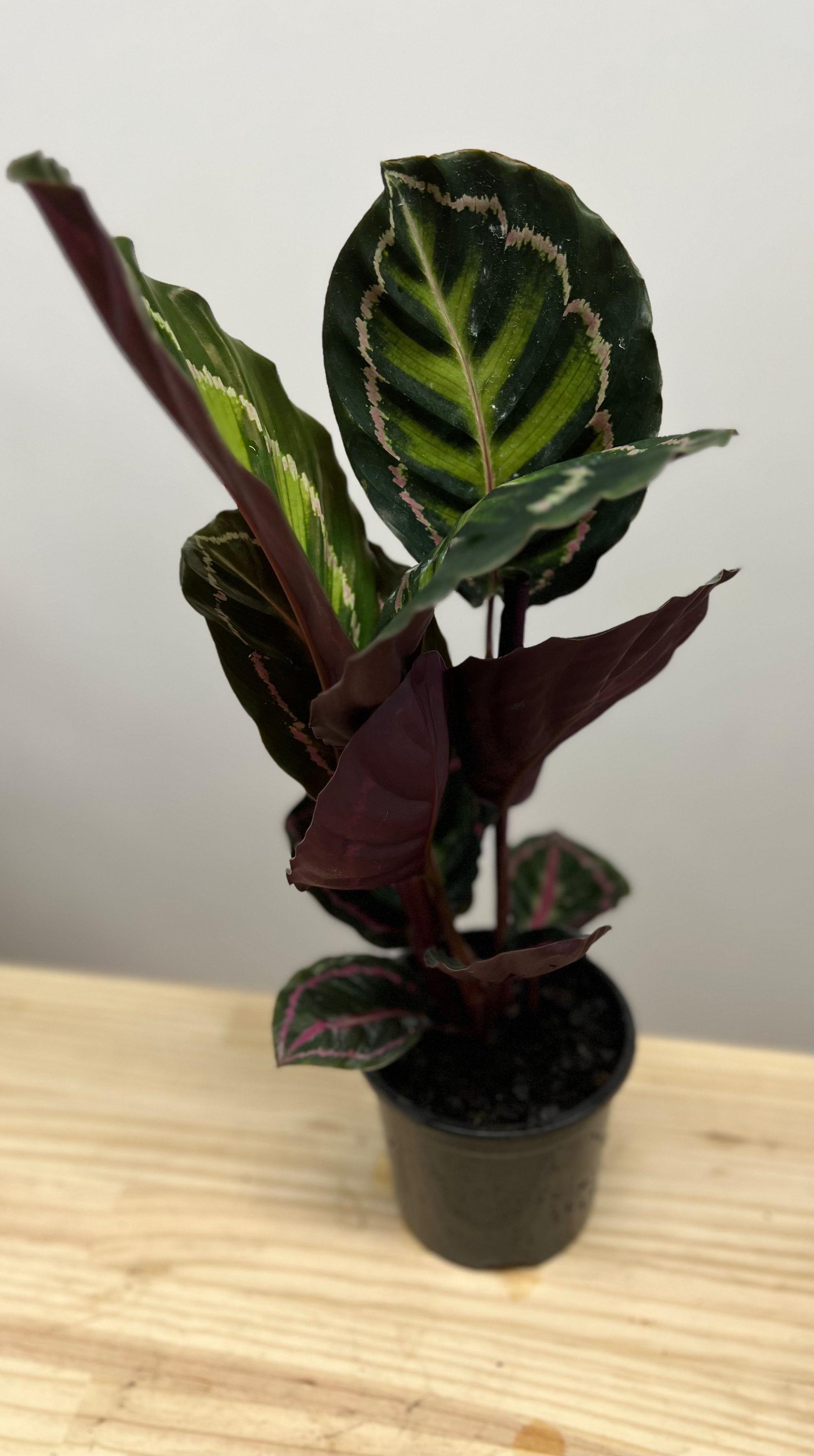 Calathea roseopicta jungle rose