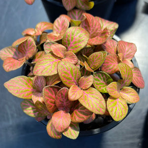 fittonia nerve plant assorted