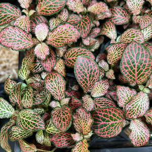 fittonia nerve plant assorted