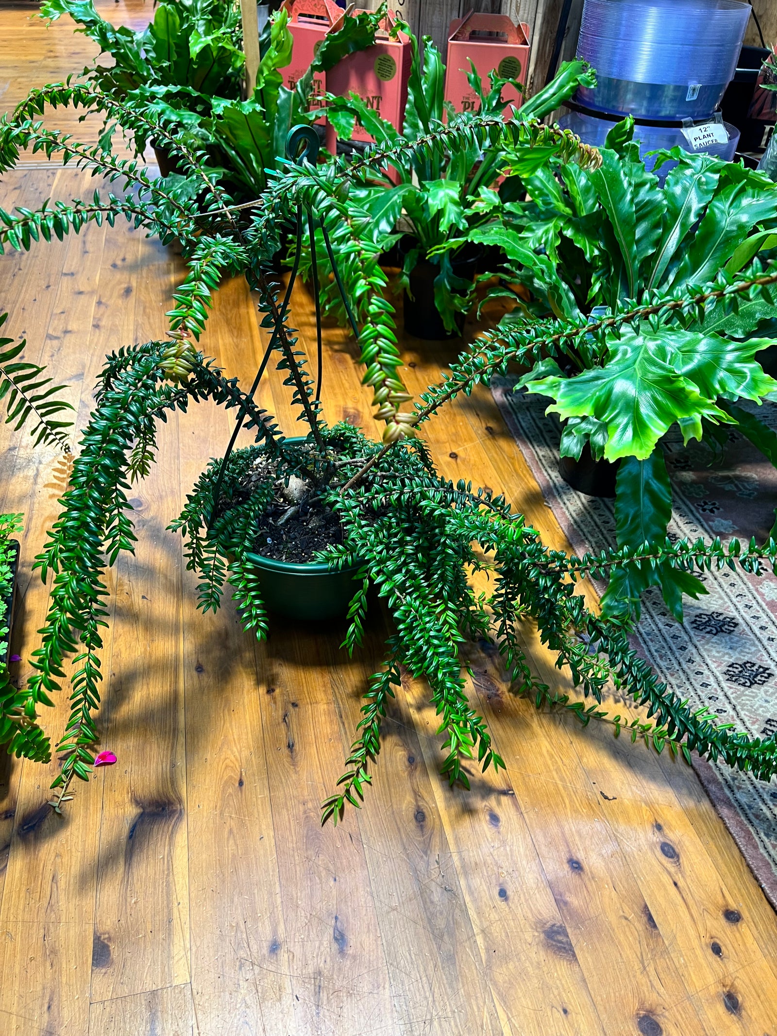 Agapetes serpens (Ericaceae family)