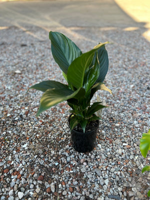 Spathiphyllum  (Peace Lily)