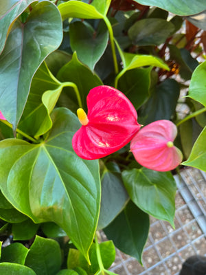 Anthurium mixed