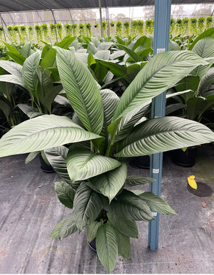 Spathiphyllum sensation