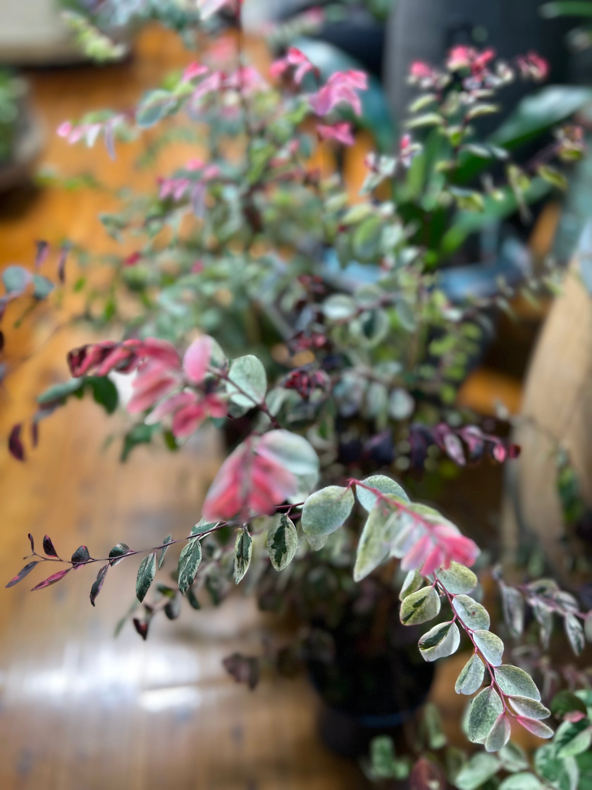 Breynia nivosa 'Roseo-picta'  Confetti Bush