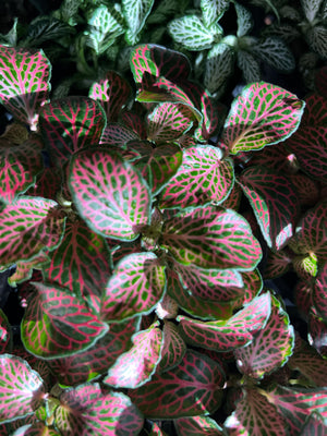 fittonia nerve plant assorted