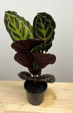 Calathea roseopicta jungle rose