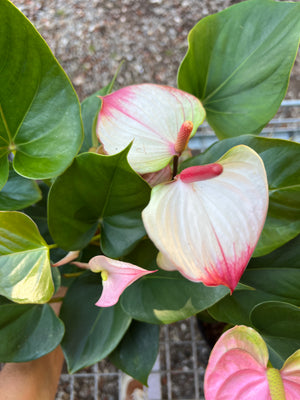 Anthurium mixed