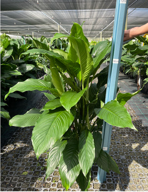 Spathiphyllum  (Peace Lily)