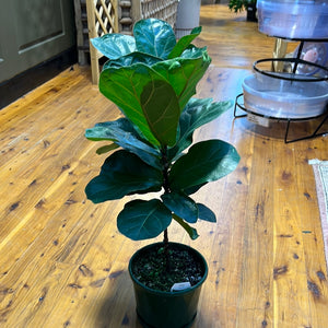 Ficus lyrata Bambino