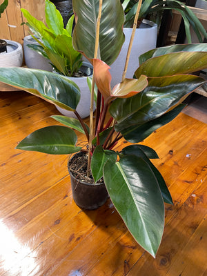 Philodendron Rojo Congo