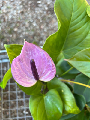 Anthurium mixed