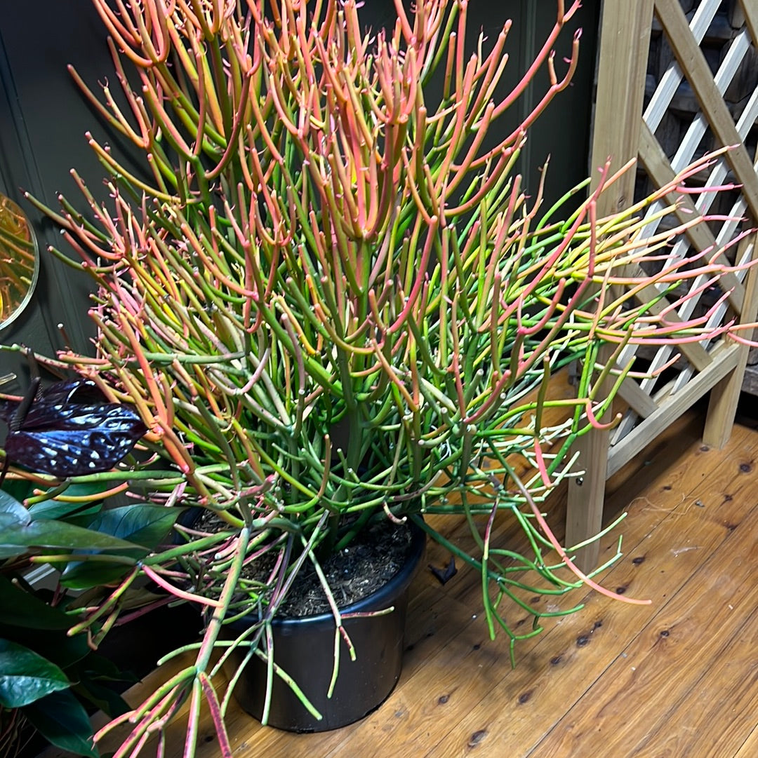 Euphorbia tirucalli 'Firesticks