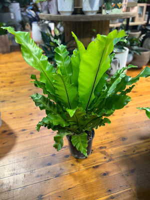Asplenium Australasicum (Birds Nest Fern)