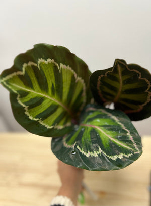 Calathea roseopicta jungle rose