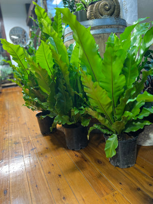 Asplenium Australasicum (Birds Nest Fern)