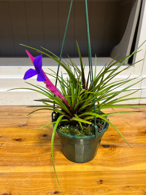 Tillandsia cyanea "Pink Quills"